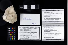 Foto (Objekt + Etikett) von Pithonoton sp.  (NHMW-GEO-2014-0194-0991)